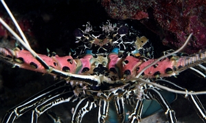 Raja Ampat 2019 - DSC06798_rc - Painted spiny lobster - Langouste peinte - Panulirus versicolor